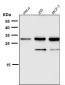 Anti-Heme Oxygenase 1 HMOX1 Rabbit Monoclonal Antibody