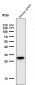 Anti-Heme Oxygenase 1 HMOX1 Rabbit Monoclonal Antibody