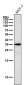Anti-gamma Sarcoglycan Rabbit Monoclonal Antibody