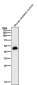 Anti-alpha Sarcoglycan Rabbit Monoclonal Antibody