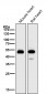 Anti-alpha Sarcoglycan Rabbit Monoclonal Antibody
