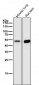 Anti-alpha Sarcoglycan Rabbit Monoclonal Antibody