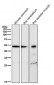 Anti-alpha Sarcoglycan Rabbit Monoclonal Antibody