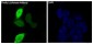 Anti-Firefly Luciferase Rabbit Monoclonal Antibody