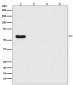 Anti-Firefly Luciferase Rabbit Monoclonal Antibody