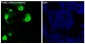 Anti-Firefly Luciferase Rabbit Monoclonal Antibody
