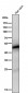 Anti-Vitamin D Receptor VDR Rabbit Monoclonal Antibody