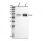 Anti-Neutrophil Elastase ELANE Rabbit Monoclonal Antibody