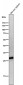 Anti-Neutrophil Elastase ELANE Rabbit Monoclonal Antibody