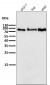 Anti-PI 3 Kinase p85 beta PIK3R2 Rabbit Monoclonal Antibody