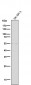 Anti-Tyrosine Hydroxylase TH Rabbit Monoclonal Antibody