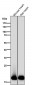 Anti-Myosin Light Chain 2 Rabbit Monoclonal Antibody