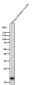 Anti-Myosin Light Chain 2 Rabbit Monoclonal Antibody