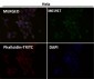 Anti-Tyrosine Hydroxylase TH Rabbit Monoclonal Antibody