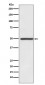 Anti-Dopamine Transporter SLC6A3 Rabbit Monoclonal Antibody