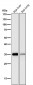 Anti-Lactate Dehydrogenase LDHA Rabbit Monoclonal Antibody