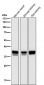 Anti-Lactate Dehydrogenase LDHA Rabbit Monoclonal Antibody
