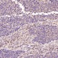Anti-active + pro Caspase 3 CASP3 Rabbit Monoclonal Antibody