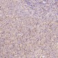 Anti-active + pro Caspase 3 CASP3 Rabbit Monoclonal Antibody