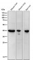 Anti-67kDa Laminin Receptor RPSA Rabbit Monoclonal Antibody