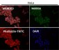 Anti-Sodium Potassium ATPase ATP1A1 Rabbit Monoclonal Antibody