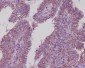 Anti-Sodium Potassium ATPase ATP1A1 Rabbit Monoclonal Antibody