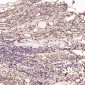 Anti-Sodium Potassium ATPase ATP1A1 Rabbit Monoclonal Antibody