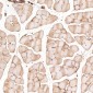 Anti-Sodium Potassium ATPase ATP1A1 Rabbit Monoclonal Antibody