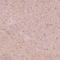 Anti-Sodium Potassium ATPase ATP1A1 Rabbit Monoclonal Antibody