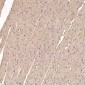 Anti-Sodium Potassium ATPase ATP1A1 Rabbit Monoclonal Antibody