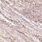 Anti-Sodium Potassium ATPase ATP1A1 Rabbit Monoclonal Antibody