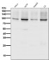 Anti-Sodium Potassium ATPase ATP1A1 Rabbit Monoclonal Antibody