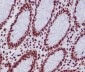 Anti-Histone H2B (acetyl K20) HIST1H2BB Rabbit Monoclonal Antibody
