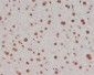 Anti-Methyl-Histone H3 (di K4) HIST1H3A Rabbit Monoclonal Antibody