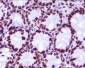 Anti-Histone H2A (hydroxyl Y39) HIST1H2AB Rabbit Monoclonal Antibody