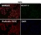 Anti-Histone H3 (mono methyl R2) HIST1H3A Rabbit Monoclonal Antibody