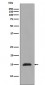 Anti-Histone H3 (mono methyl R2) HIST1H3A Rabbit Monoclonal Antibody