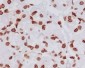 Anti-Histone H4 (tri methyl K20) HIST1H4A Rabbit Monoclonal Antibody