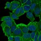 Anti-delta 1 Catenin/p120 Catenin Rabbit Monoclonal Antibody