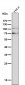 Anti-delta 1 Catenin/p120 Catenin Rabbit Monoclonal Antibody
