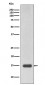 Anti-Histone H3 (mono methyl R17) HIST1H3A Rabbit Monoclonal Antibody