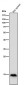 Anti-Histone H3 (mono methyl R17) HIST1H3A Rabbit Monoclonal Antibody