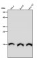 Anti-Histone H3 (mono methyl R17) HIST1H3A Rabbit Monoclonal Antibody