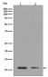 Anti-Histone H4 (mono methyl K16) HIST1H4A Rabbit Monoclonal Antibody