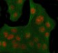 Anti-Histone H3 (mono methyl K18) HIST1H3A Rabbit Monoclonal Antibody