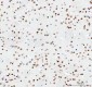 Anti-Histone H3 (mono methyl K18) HIST1H3A Rabbit Monoclonal Antibody