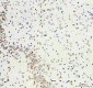 Anti-Histone H3 (mono methyl K18) HIST1H3A Rabbit Monoclonal Antibody