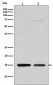 Anti-Histone H3 (mono methyl R128) HIST1H3A Rabbit Monoclonal Antibody