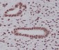 Anti-K48-linkage Specific Ubiquitin UBB Rabbit Monoclonal Antibody