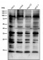 Anti-K63-linkage Specific Ubiquitin UBB Rabbit Monoclonal Antibody